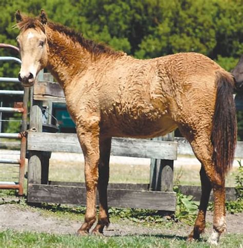 bad warrior curly horse pictures  horse breeds