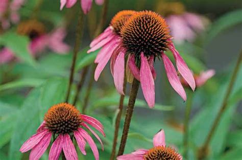 She knows a lot about different plants. Top 10 Year-Round Perennials | Year-Round Plants - Birds ...