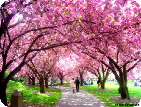 Japanese Cherry Blossom Garden Cherry Blossom Parks 952x729