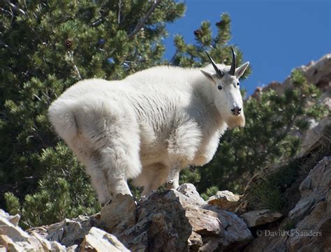 Mountain Goat In Utah