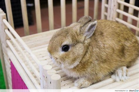 Giving the fashionable and trendiest pet products. A Rabbit Headquarters Actually Exists In Singapore and It ...
