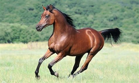 Types Of Horses A Look At Different Horse Breeds Across The World