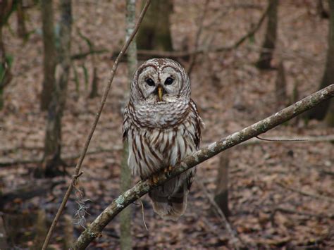 Long Term Study Shows Removal Of Larger Invasive Barred Owls Slows