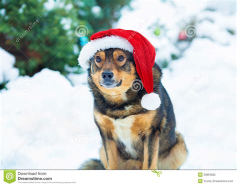 Dog Wearing Santa S Hat Stock Photo Image Of Mouth Fresh 39864882