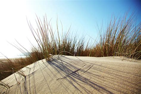 Dune Grass On A Sand Dune At The Beach Photograph By Thomas Northcut