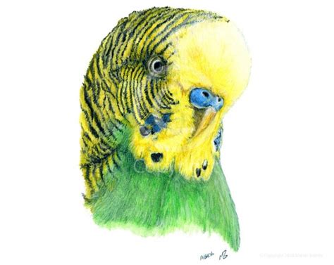 Green And Yellow Budgie Greeting Card 7x5 Budgerigar Parakeet Print