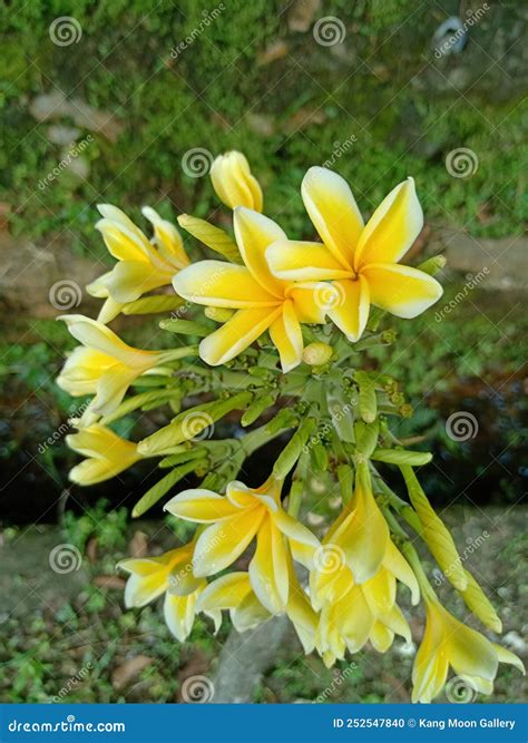 Bali Indonesia Bunga Kamboja Plants Beauty Nature. Plumaria Flower