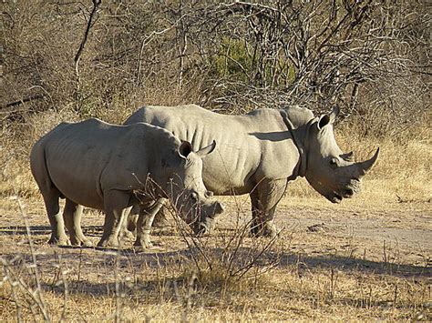 Rhino Photo South Africa