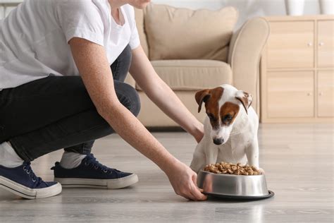 Just keep in mind that chihuahuas are prone to food allergies, so common proteins like chicken, beef, and pork may cause a reaction. Best Dog Food for Sensitive Stomach | Pet Realm