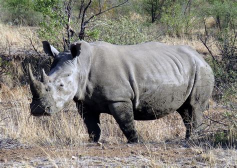 Southern White Rhinoceros Wikiwand
