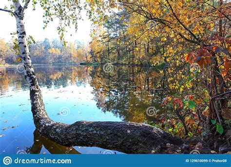 Incredibly Beautiful Autumn Forest Landscape Stock Image