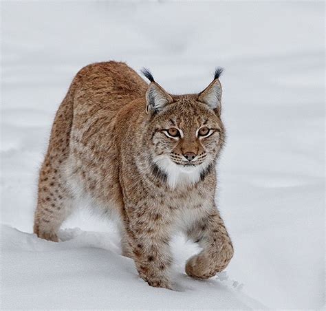 Beautiful Wildlifeeurasian Lynx By Willem Verboom