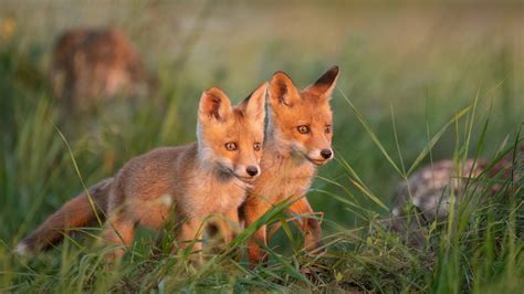 My Baby Fox Hd Wallpapers New Tab Mystart