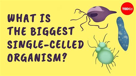 What Is The Biggest Single Celled Organism Murry Gans Youtube
