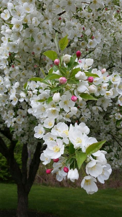 Flowering Trees For Spring Artofit