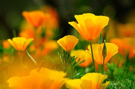 Download Yellow Flower Close Up Nature Flower 4k Ultra Hd Wallpaper