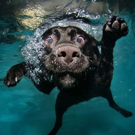 Seth Casteel Underwater Dogs — Minnesota Marine Art Museum