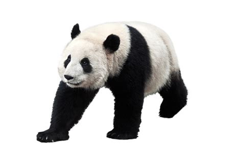 Panda Isoliert Auf Weißem Hintergrund Stockfoto Und Mehr Bilder Von