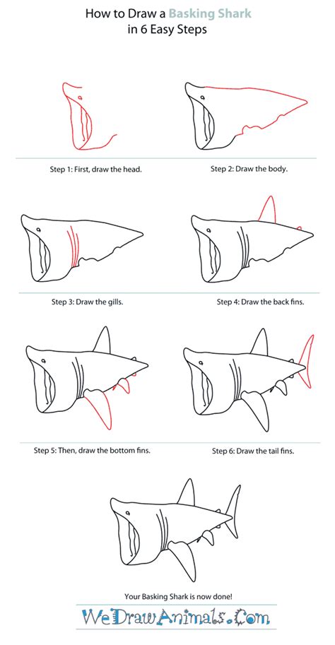 Https://tommynaija.com/draw/how To Draw A Basking Shark