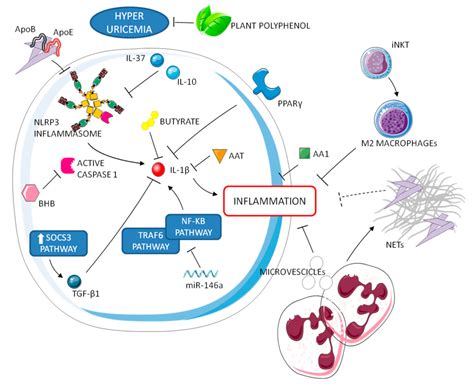 Jcm Free Full Text Autoinflammatory Features In Gouty Arthritis