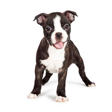 We've just taken 5 of the best foods for boston terriers so you can make an informed decision for your own dog. 🦴 Best Food for Boston Terrier Puppy & Adult 2020 🦴 ...