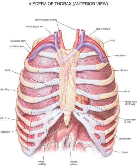 101 Diagramss Of The Human Heart 101 Diagrams