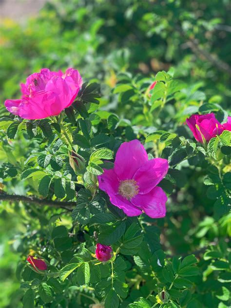 Maybe you would like to learn more about one of these? Nootka Rose - Pacific Northwest Native Pollinator Plants ...