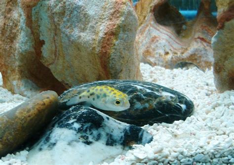 Green Spotted Puffer Fish Care Feeding And Tank Setup