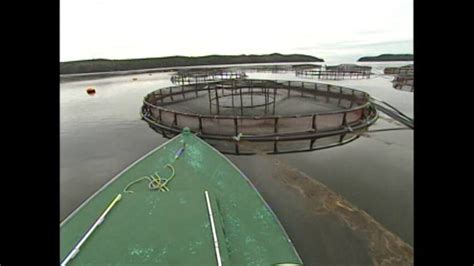 Bay Of Fundy Farmed Salmon Found In Rivers New Brunswick Cbc News