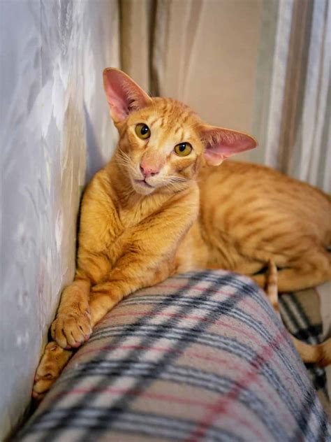14 Orange Cat Breeds An Overview With Pictures
