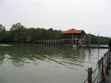Hutan bakau ini termasuk lingkup ekosistem pantai sebab terletak di kawasan perbatasan laut dan darat. peceq™: 715. Nikmati keindahan paya bakau terletak di ...