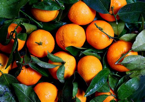 Makna simbolik dari limau mandarin ini adalah melambangkan kekayaan. 1. Buah Oren