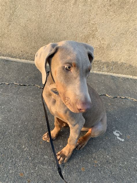 They have dewclaws on their feet this week the puppies are fully weaned and eating food and drinking water all on their own several times a day. Doberman Pinscher Puppies For Sale | Greensboro, NC #325506