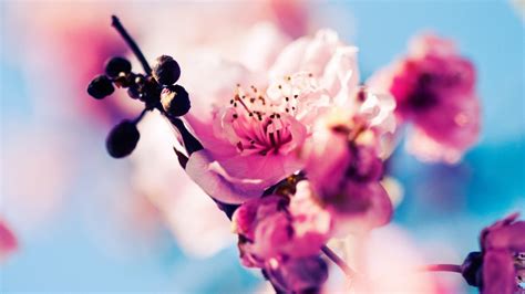 Wallpaper Id 24158 Flower Spring Blossom Hand 4k Free Download