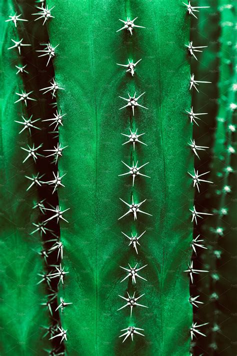 Organic Cactus Texture In Green High Quality Abstract Stock Photos