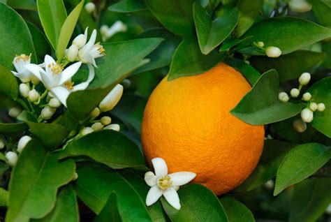 Orange Citrus Sinensis Psychological Counseling Pegasus Products