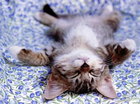 Posts must feature a kitten that is alive and safe at the time the photo was taken or during the video. Funny Image Gallery: Cute Cats and Kittens pictures!