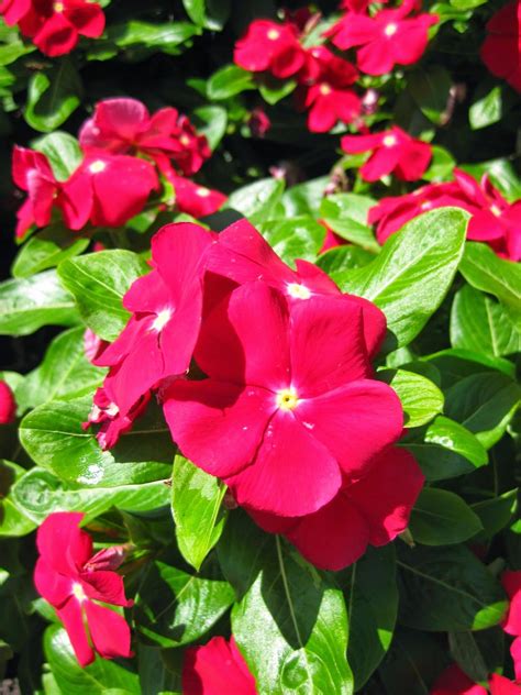 Check spelling or type a new query. Annual Vinca (Catharanthus roseus) - Rotary Botanical ...