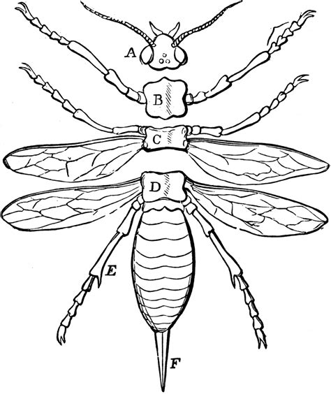 Parts Of An Insect Clipart Etc
