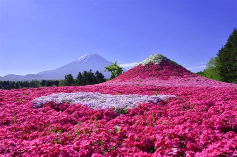 Gambar Pemandangan Gunung Fuji Jepang Riset