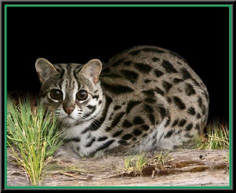 Asian Leopard Cat Exotic Animals Pinterest