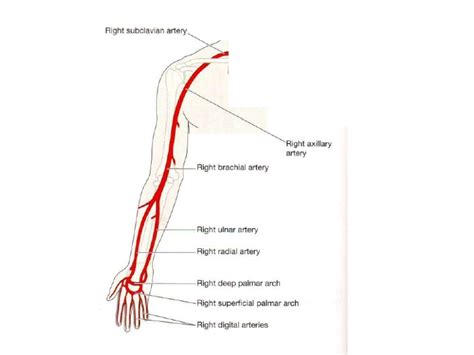 Multiplication by constant using the barrel shifter. Arteries & veins of the upper body