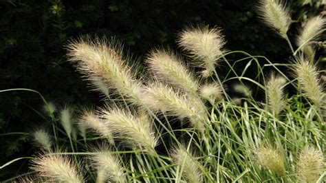 Monty Dons Favorite Ornamental Grasses For Fall Color Gardeningetc