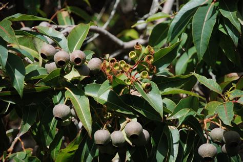 Tree Identification Eucalyptus Ficifolia Red Flowering Gum