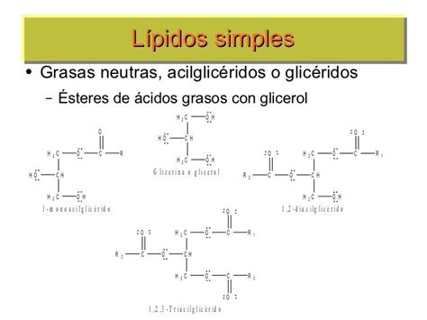 Lipidos Estructura Y Función