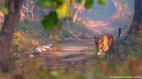 Guide To Know Rajaji National Park And Tiger Reserve Indianwildography