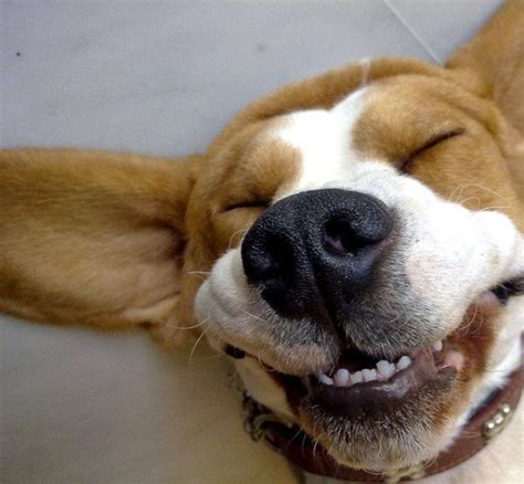 2 Cute Animal Pics Funny Dog With A Big Smile