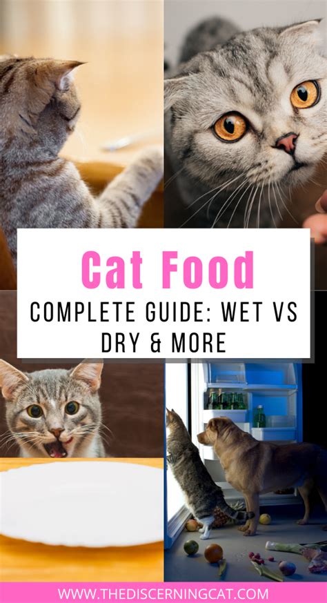 Maybe you would like to learn more about one of these? Cat Food: Complete Guide: Wet vs Dry & More in 2020 | Cat ...