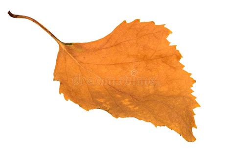 Dry Birch Leaf Stock Photo Image Of Orange November 97149654