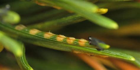 European Pine Sawflies Egg Sites Neodiprion Sertifer Bugguidenet